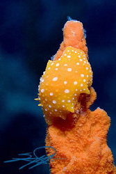 Orange Nudi on Orange Sponge by Nicholas Samaras 